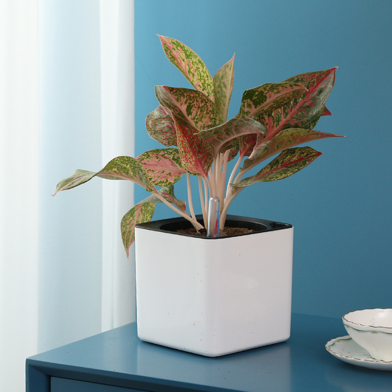 Water-Absorbing Planter