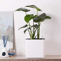 Water-Absorbing Planter